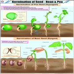 Germination of Seed Chart